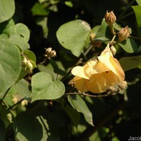Hibiscus tiliaceus L.
